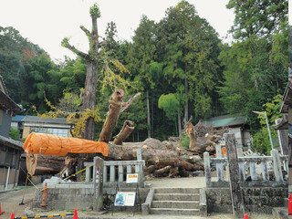 Fototapeta premium 岐阜県･大湫神明神社の大スギ