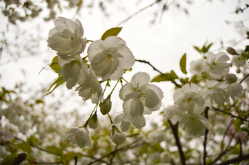 Twig with blossoms in spring