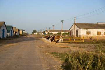 Fototapeta na wymiar Cows in a pen on a farm. Livestock concept