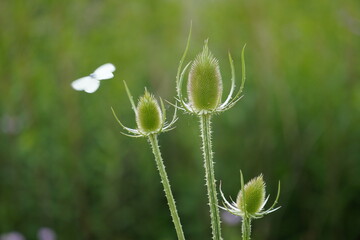 Close up of teasel flowering with butterfly