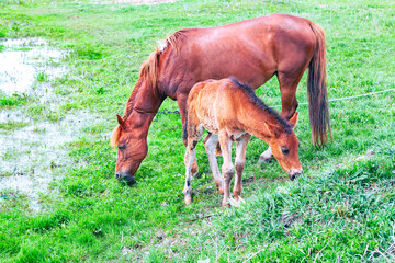 Naklejka na ściany i meble Horses Mother and child . Mare and foal grazing