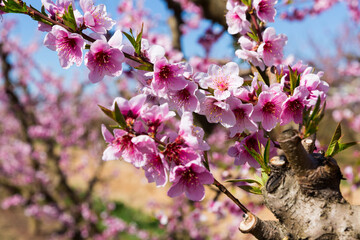 Obraz premium Closeup of flowers on peach tree branch in spring time