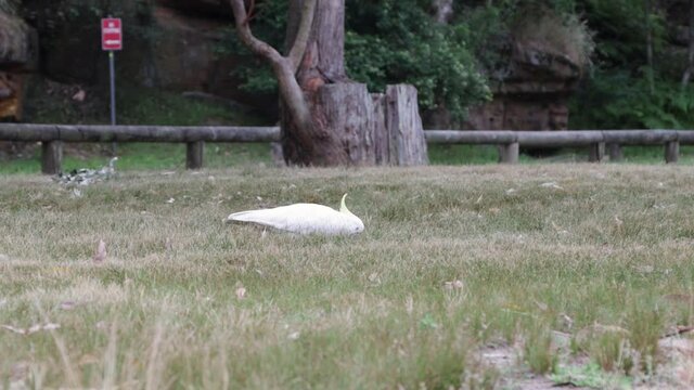 A Local Cockatoo looking for some food at the grass meadow. Royal Nationalpark Sydney Australia