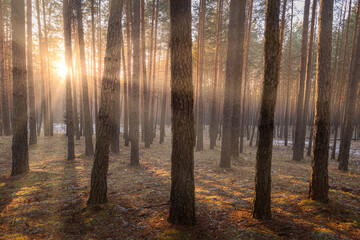 Sunrise in the spring pine forest with last snow. Sunbeams shining through the haze between pine...