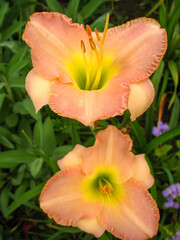 Blossom colorful day lily flower in garden, front or back yard