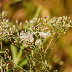 lilac tasselflower or cupid's shaving brush (Emilia sonchifolia) flower	