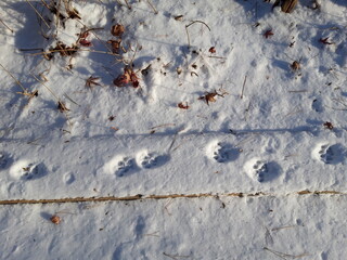 snow on cat foot print texture_03