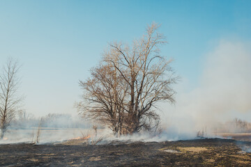 Obraz na płótnie Canvas Forest fire ashes