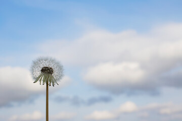 Dandelion with fluffy seeds against the background of a summer blue sky. Place for your text. Beautiful summer background