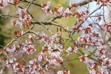 桜とリス