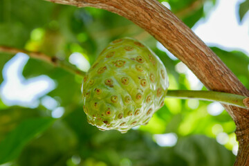 Young noni fruit is bright green still attached to the tree trunk