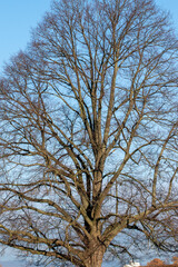 Kahle Äste und Zweige vor blauem Himmel im Dezember.