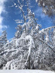 Tree beautifully covered in a thick and heavy mantle of snow. Trees bending and bursting under the snow weight.