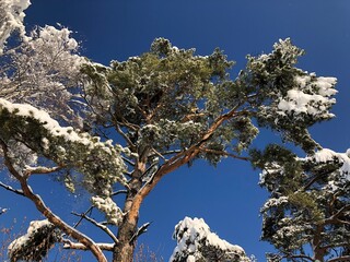 Tree beautifully covered in a thick and heavy mantle of snow. Trees bending and bursting under the snow weight.