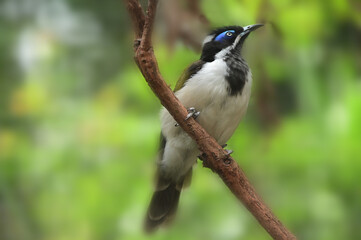 Blue faced honey eater bird full length