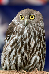 Barking owl bird full length