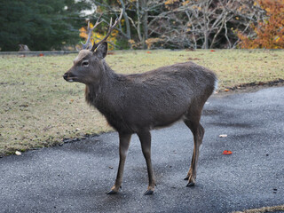 宮城県･金華山･シカ