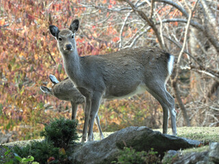 宮城県･金華山･シカ