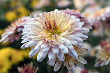 Autumn. Blooming chrysanthemum..