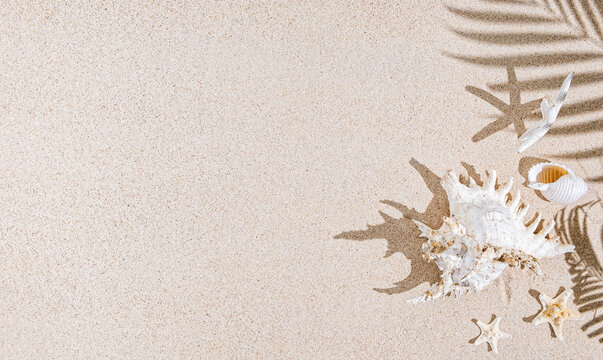 White Sea shells and star fish  on  sand and palm tree  shadows. Tropical background