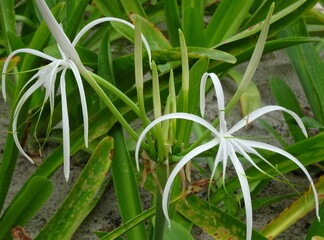 tropic flowers - tropische Blumen