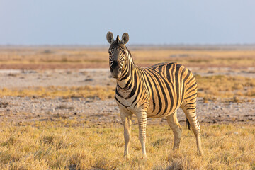 Plains zebra (Equus quagga) on dry savanna in late afternoon light © Chris