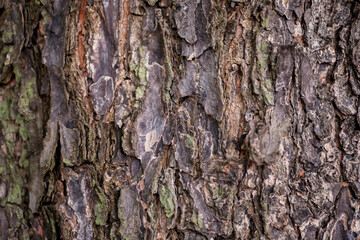 Wood fiber from the banyan tree which has a unique texture