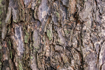 Wood fiber from the banyan tree which has a unique texture