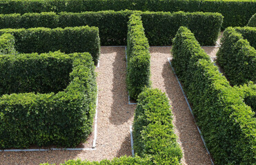 Labyrinth maze garden. Build from the tree forming a wall in the park.