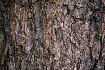 Wood fiber from the banyan tree which has a unique texture