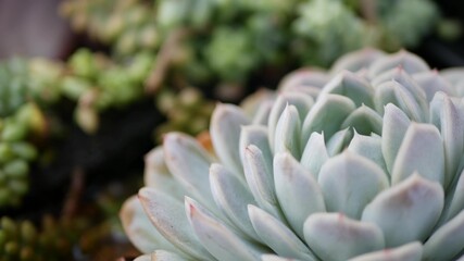 Fototapeta premium Succulent plants collection, gardening in California, USA. Home garden design, diversity of various botanical hen and chicks. Assorted mix of decorative ornamental echeveria houseplants, floriculture.