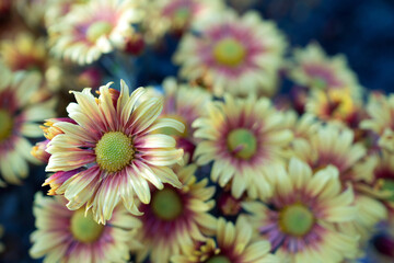 Autumn. Blooming chrysanthemum..