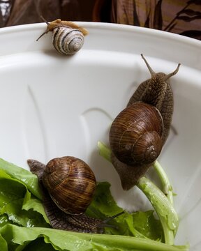 Cute snails eating of salad leaves