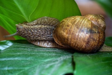 Cute small snail on a leaf