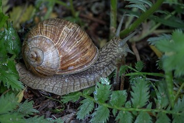 Cute small snail on a leaf