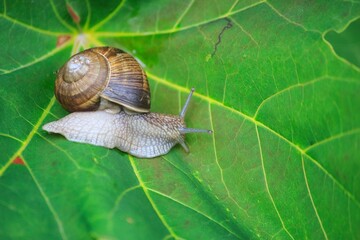 Cute small snail on a leaf