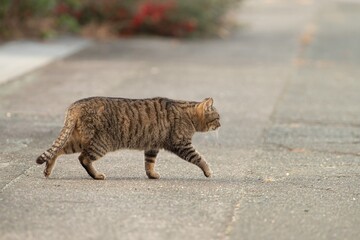 歩く猫　キジトラ猫