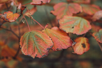 Autumn red green aspen leaves