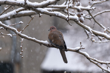 dove perched on a branch, when it snows, winter