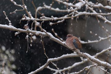 dove perched on a branch, when it snows, winter