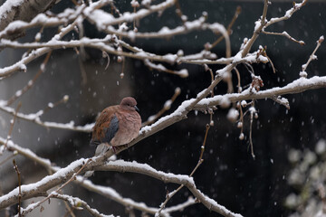 dove perched on a branch, when it snows, winter