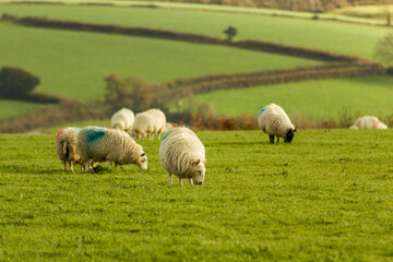 Flock of  Suffolk sheep grazing in a field