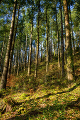 Obraz premium Mixed tree forest