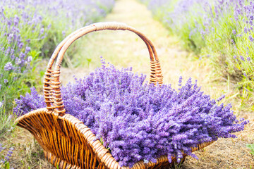 Fototapeta na wymiar Wicker basket of freshly cut lavender flowers a field of lavender bushes. The concept of spa, aromatherapy, cosmetology. Soft selective focus.