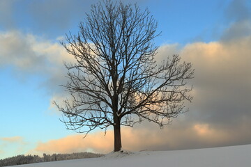 Obraz na płótnie Canvas lonely tree on a snowy plain