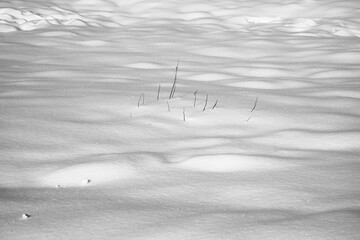 Undulating terrain with snow with a small group of reeds in the center.