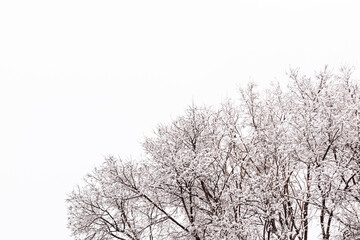 Top of an elm tree covered with snow in winter with negative space in the upper left.