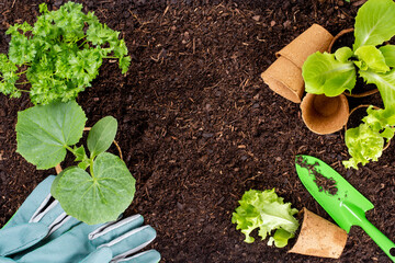 Woman planting young seedlings of lettuce salad in the vegetable garden