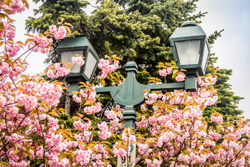 Lantern among the sakura blossoms in Sapporo, Japan © Sergey