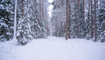 winter forest in the snow